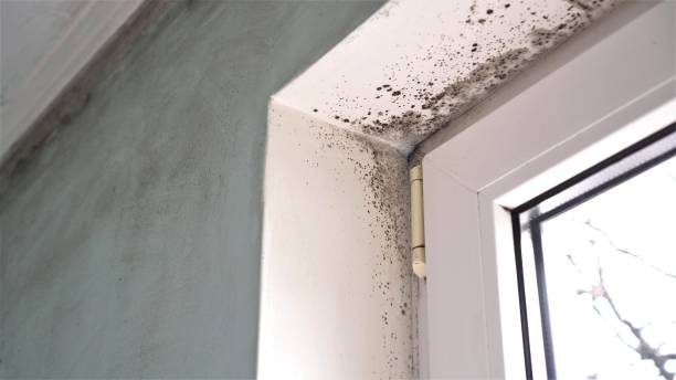Best Commercial Mold Inspection  in Prineville Lake Acres, OR