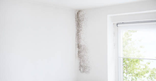 Professional Mold Removal in Prineville Lake Acres, OR