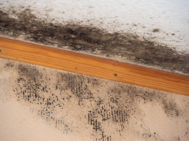 Best Biohazard Mold Removal  in Prineville Lake Acres, OR
