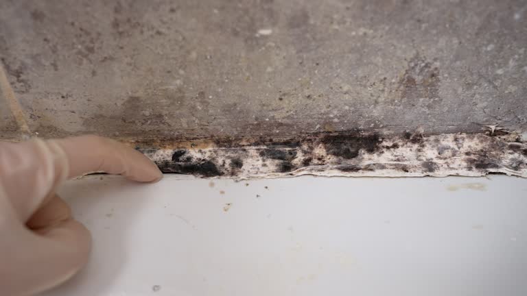 Best Post-Remediation Verification Testing  in Prineville Lake Acres, OR